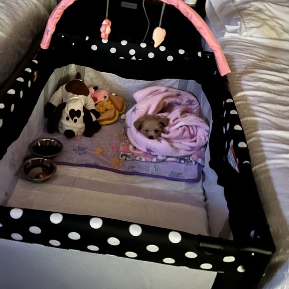 PRINCESS RAYNNE 💗💗💗 - Picture 11 of 17